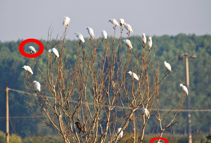 L''albero degli aironi